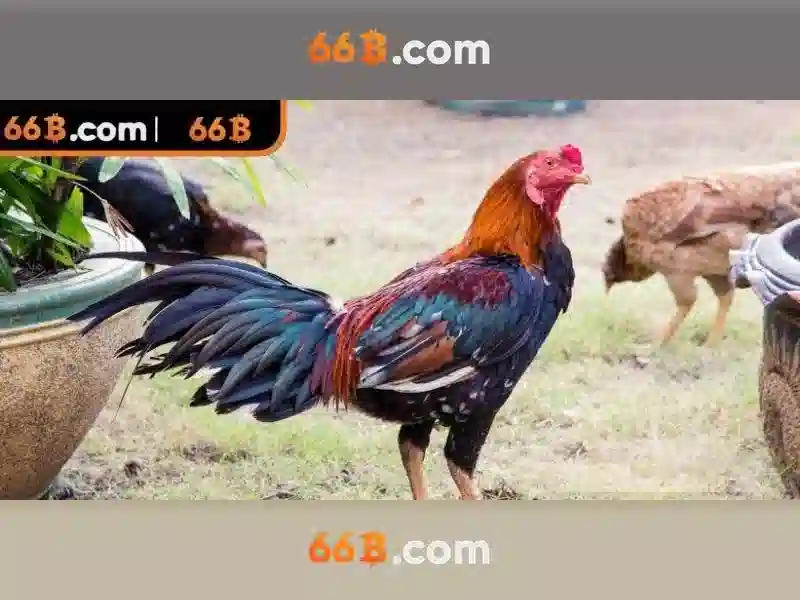 66b: Định nghĩa và ứng dụng