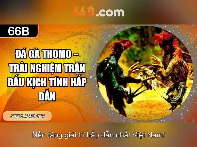 66b là gì và ứng dụng của nó